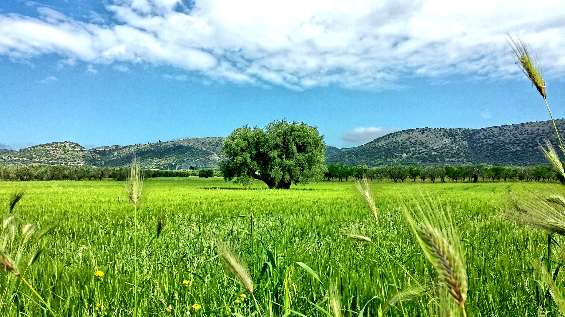 Grano
